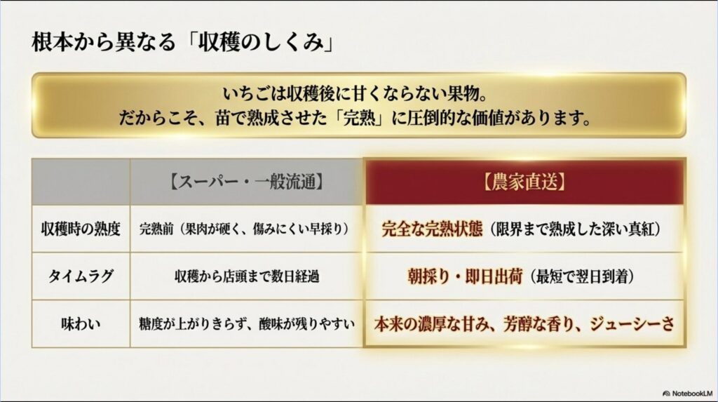 苗で完熟させる農家直送と、早採りするスーパーや一般流通との収穫時の熟度・タイムラグ・味わいの決定的な違いをまとめた比較表